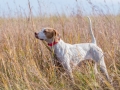 Texas Pheasant Hunts