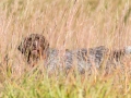 Quail Hunting Texas