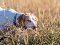 North Texas Quail Hunting