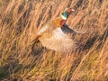Texas Pheasant Hunts