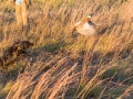 North Texas Quail Hunting