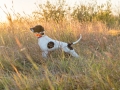 Dallas Ft. Worth Upland Bird Hunt