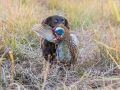 Texas Bird Hunting